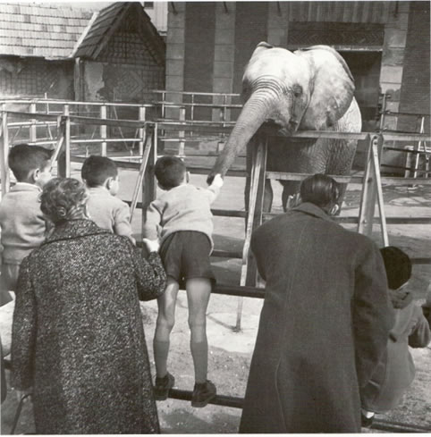 Foto de la semana: Casa de Fieras. Elefantes. 1960